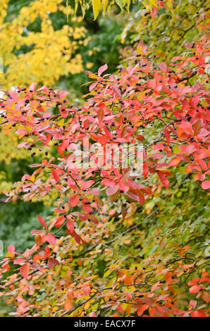 Tupelo nero (nissa sylvatica) Foto Stock