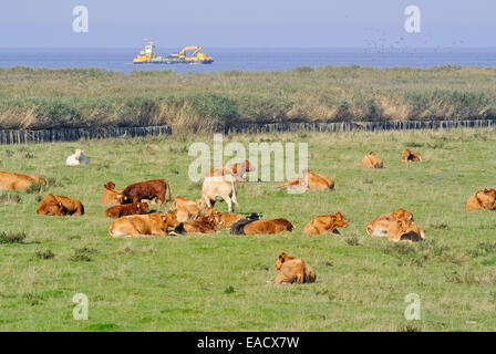 Bovini (BOS) al fiume Elba bocca vicino a otterndorf, Germania Foto Stock