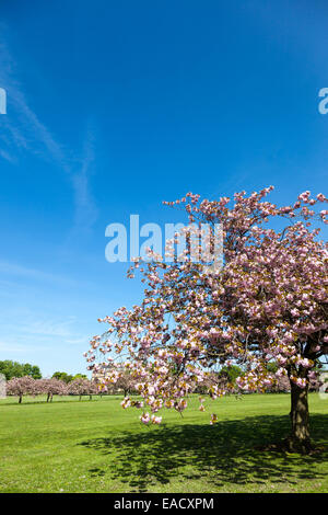 Fiore di Ciliegio sul Stray in Harrogate North Yorkshire, Inghilterra Foto Stock