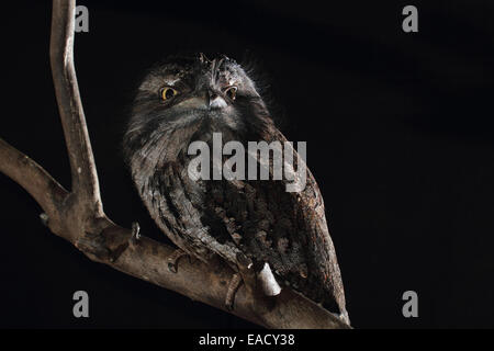 Bruno Frogmouth (Podargus strigoides) Foto Stock