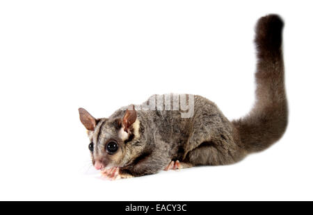 Sugar Glider (Petaurus breviceps) Foto Stock