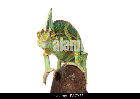 Velò camaleonte dello Yemen Chameleon (Chamaeleo calyptratus) Foto Stock