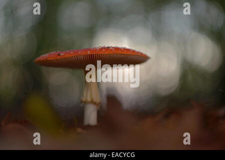 Fly Agaric (amanita muscaria), Emsland, Bassa Sassonia, Germania Foto Stock