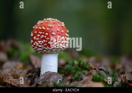 Fly Agaric (amanita muscaria), Emsland, Bassa Sassonia, Germania Foto Stock