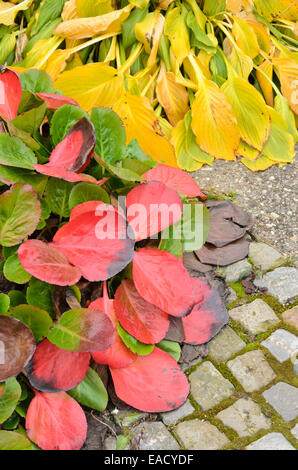 Piantaggine lily (hosta) e bergenia Foto Stock