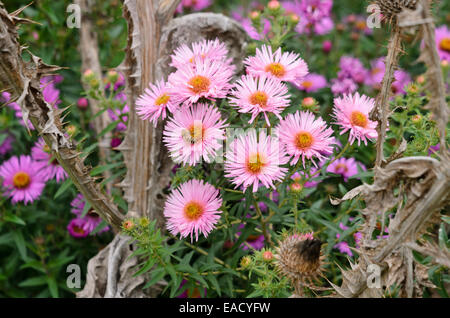 La nuova Inghilterra Aster (Aster novae-angliae 'rosa sieger') Foto Stock