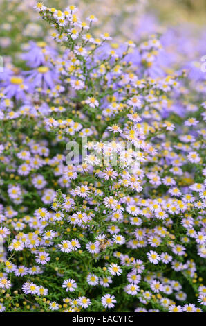 Heath Aster (Aster ericoides 'Bella' syn. aster vimineus 'Bella') Foto Stock