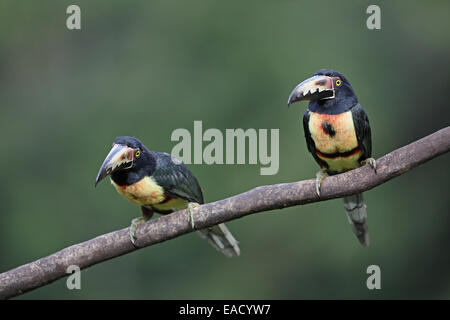 A collare, Aracari Pteroglossus torquatus, coppia Foto Stock