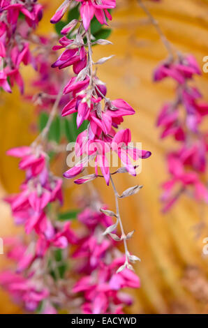 Thunberg's bushclover (lespedeza thunbergii) Foto Stock