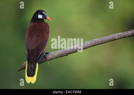 Montezuma Oropendola, Psarocolius montezuma Foto Stock