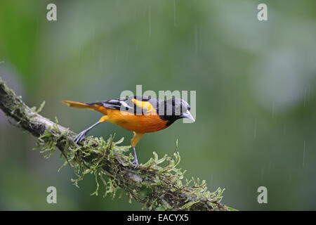 Settentrionale (Baltimore) Rigogolo, Icterus galbula, in motivi di svernamento Foto Stock