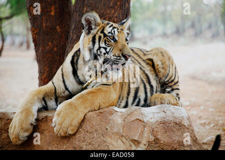 Tiger o tempio Wat Pa Luangta Bua, tigre indocinese (Panthera tigris corbetti), Kanchanaburi Thailandia Foto Stock