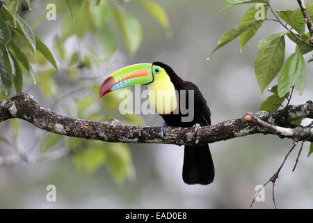 Chiglia fatturati Toucan, Ramphastos sulfuratus Foto Stock