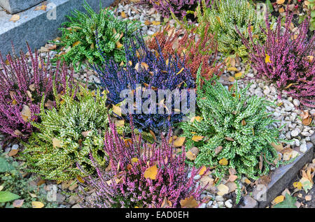 Comune di heather (Calluna vulgaris) Foto Stock