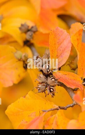 Il persiano ironwood (parrotia persica) Foto Stock