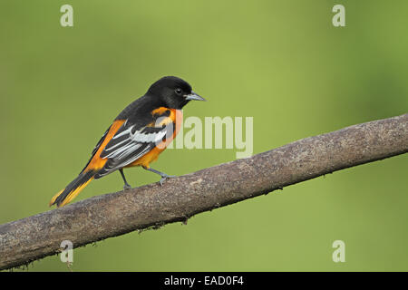 Settentrionale (Baltimore) Rigogolo, Icterus galbula, maschio Foto Stock