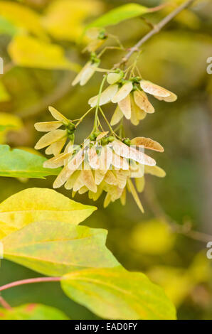 Acero trident (acer buergerianum) Foto Stock