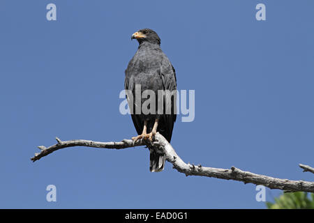 Mangrove Black Hawk, Buteogallus anthracinus subtilis Foto Stock