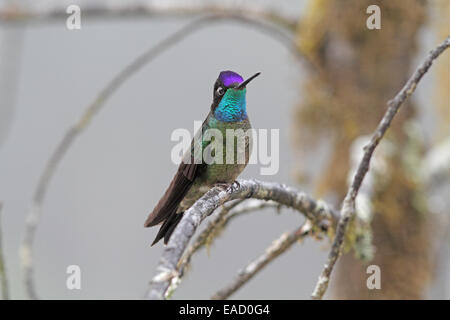 Magnifica Hummingbird, Eugenes fulgens Foto Stock