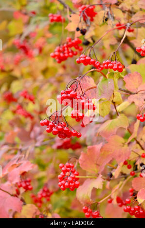 Viburno rose (viburnum opulus) Foto Stock