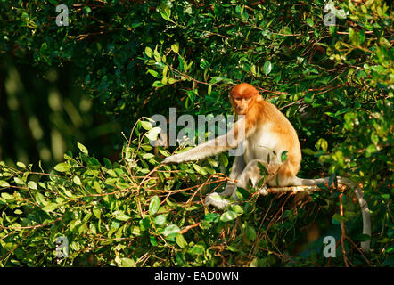 Proboscide di scimmia (Nasalis larvatus), femmina, Tanjung messa National Park, Kalimantan centrale, Borneo, Indonesia Foto Stock