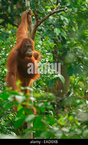 Bornean Orangutan (Pongo pygmaeus), femmina, Tanjung messa National Park, Kalimantan centrale, Borneo, Indonesia Foto Stock