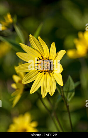 Helianthus 'Lemon Queen' fioritura nel mese di settembre Foto Stock