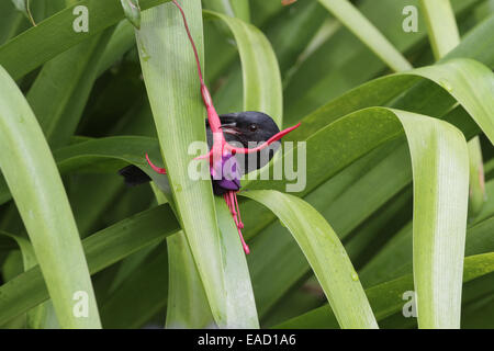 Slaty Flowerpiercer, Diglossa plumbea, nell'atto di foratura di un fiore fucsia Foto Stock