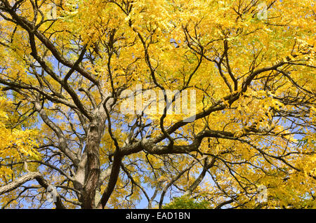 Kentucky coffeetree (gymnocladus dioicus) Foto Stock