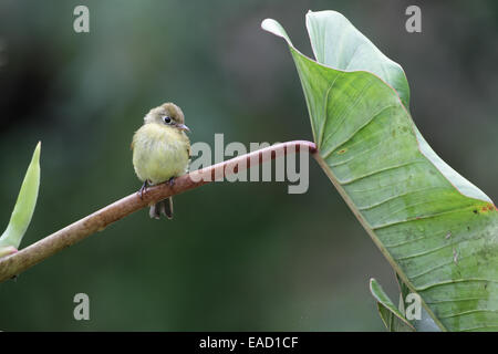 Flycatcher giallastro, Empidonax flavescens Foto Stock