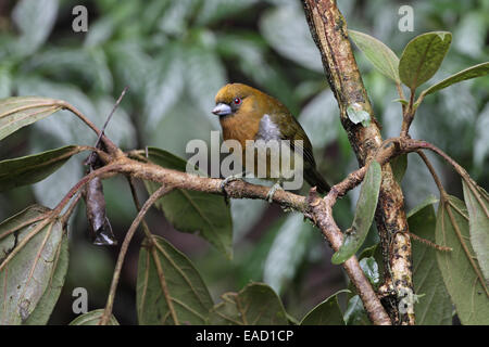 Nasello fatturati Barbet, Semnornis frantzii Foto Stock