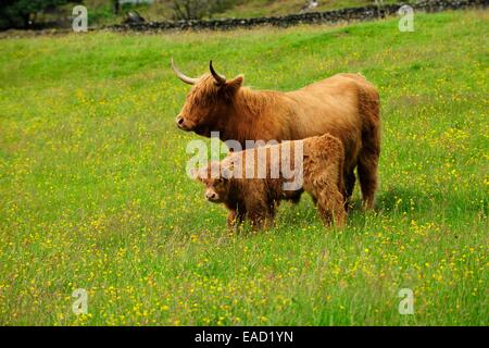 Highland scozzesi bovini (Bos primigenius taurus), mucca con un vitello in piedi in un pascolo verde, Scotland, Regno Unito Foto Stock