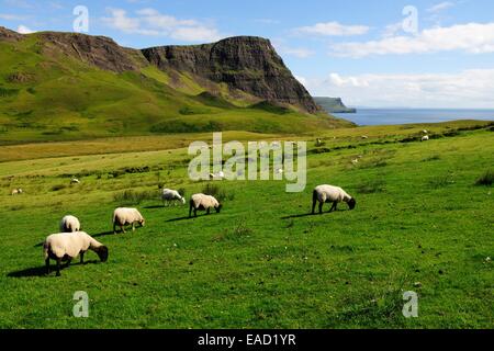 Scottish Blackface (Ovis orientalis aries) pecore pascolano sui prati verdi di fronte alle scogliere dell'Isola di Skye Foto Stock