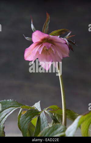 L'elleboro, Helleborus x hybridus frassino ibridi da giardino, Rosa soggetto e sfondo grigio. Foto Stock