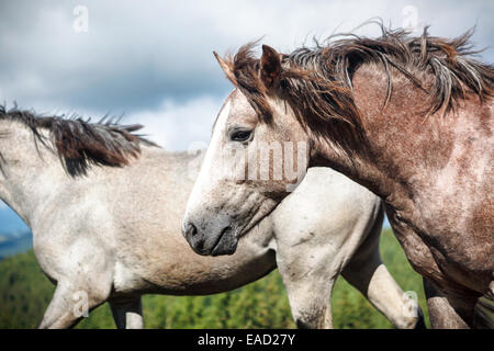 Wild cavallo grigio nelle montagne dei Carpazi. Foto Stock