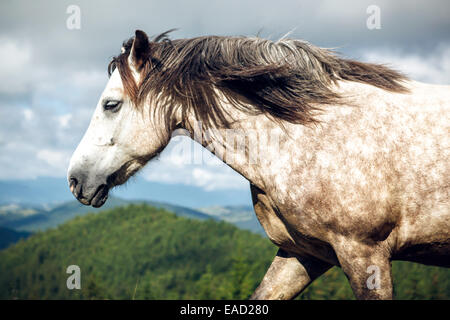 Wild cavallo grigio nelle montagne dei Carpazi. Foto Stock