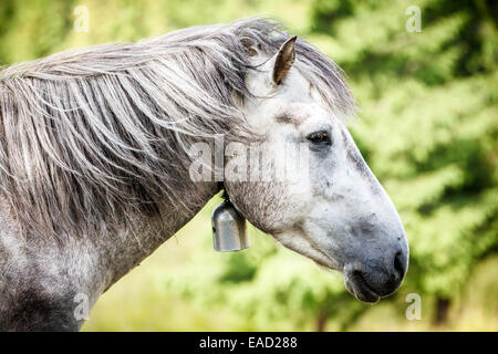 Cavallo grigio nelle montagne dei Carpazi. Foto Stock