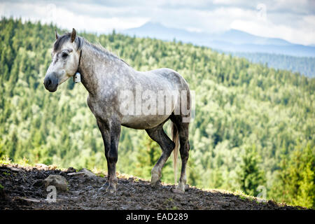 Cavallo grigio nelle montagne dei Carpazi. Foto Stock