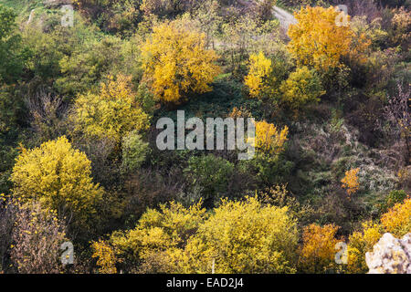 Alberi colorati in autunno foresta. Il tema naturale. Foto Stock