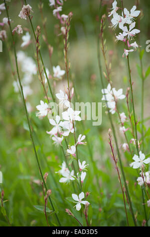 Gaura, Gaura lindheimeri, bianco oggetto. Foto Stock