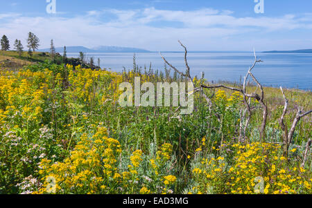 Fiori Selvatici in fiore lungo la riva del Lago Yellowstone su una luminosa giornata estiva nel Parco Nazionale di Yellowstone, Wyoming USA Foto Stock