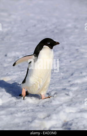 Adélie Penguin (Pygoscelis adeliae), Adulto, Antartide Foto Stock