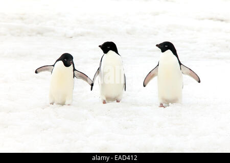 Tre i pinguini Adélie (Pygoscelis adeliae), adulti in piedi nella neve, Devil Island, Antartide Foto Stock