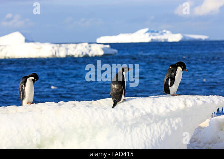 Tre Adelie Pinguini (Pygoscelis adeliae), adulti su un glaçon, Antartide Foto Stock