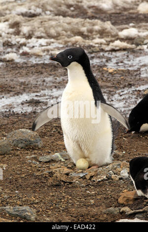 Adelie Penguin (Pygoscelis adeliae), Adulto sul nido incubando un uovo, Devil Island, Antartide Foto Stock