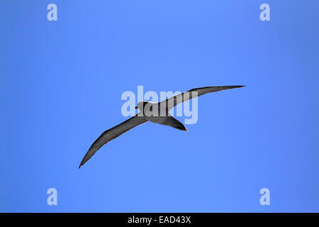 Luce-mantled Albatross (Phoebetria palpebrata), Adulto, volare, Mare di Weddell, Antartide Foto Stock