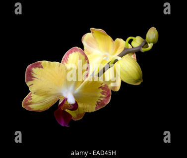 Giallo orchidee con boccioli isolato su nero Foto Stock