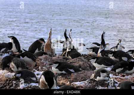 Pinguini Chinstrap (Pygoscelis Antartide), Adulto, colonia di allevamento, Marrone Bluff, Antartide Foto Stock