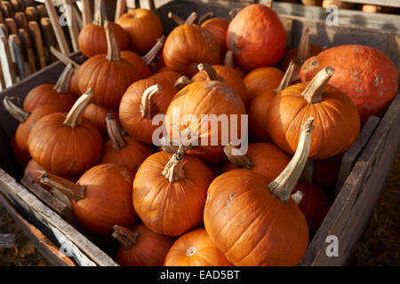 Bin di appena raccolto zucche, Bowmansville, Lancaster County, PA, Stati Uniti d'America Foto Stock