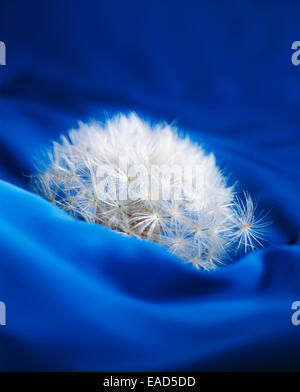 Tarassaco, Taraxacum officinale, bianco oggetto, sfondo blu. Foto Stock